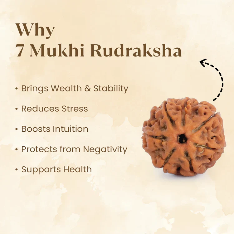 7 Mukhi Rudraksha Combo - Image 4