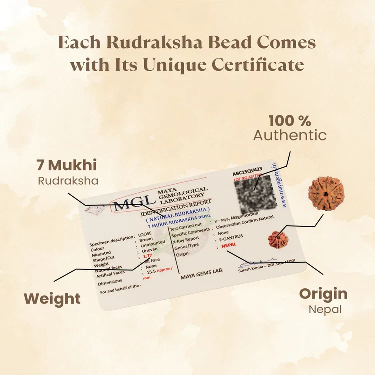 7 Mukhi Rudraksha Combo - Image 6