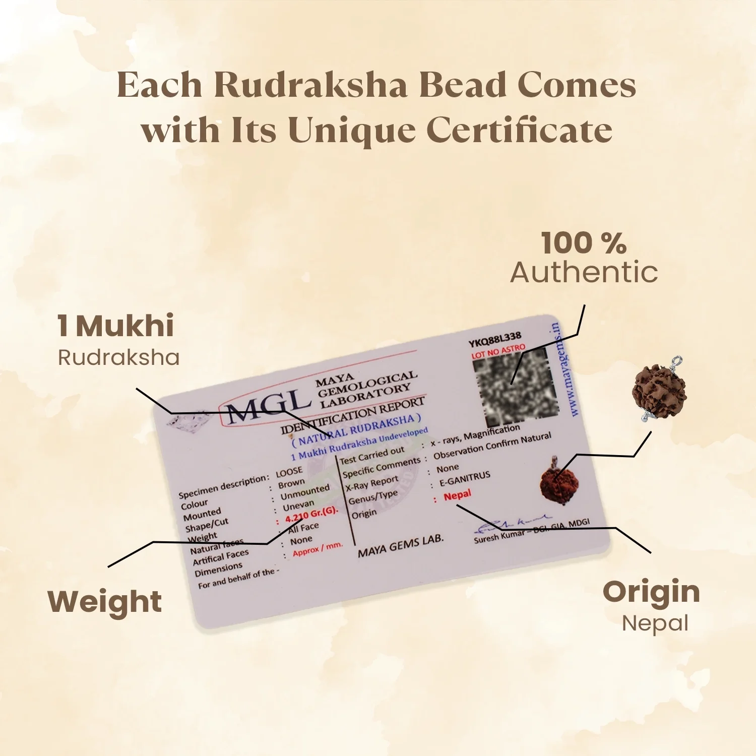 Nepal Origin 1 Mukhi Rudraksha - 17mm to 22mm (Under Developed) - Image 4