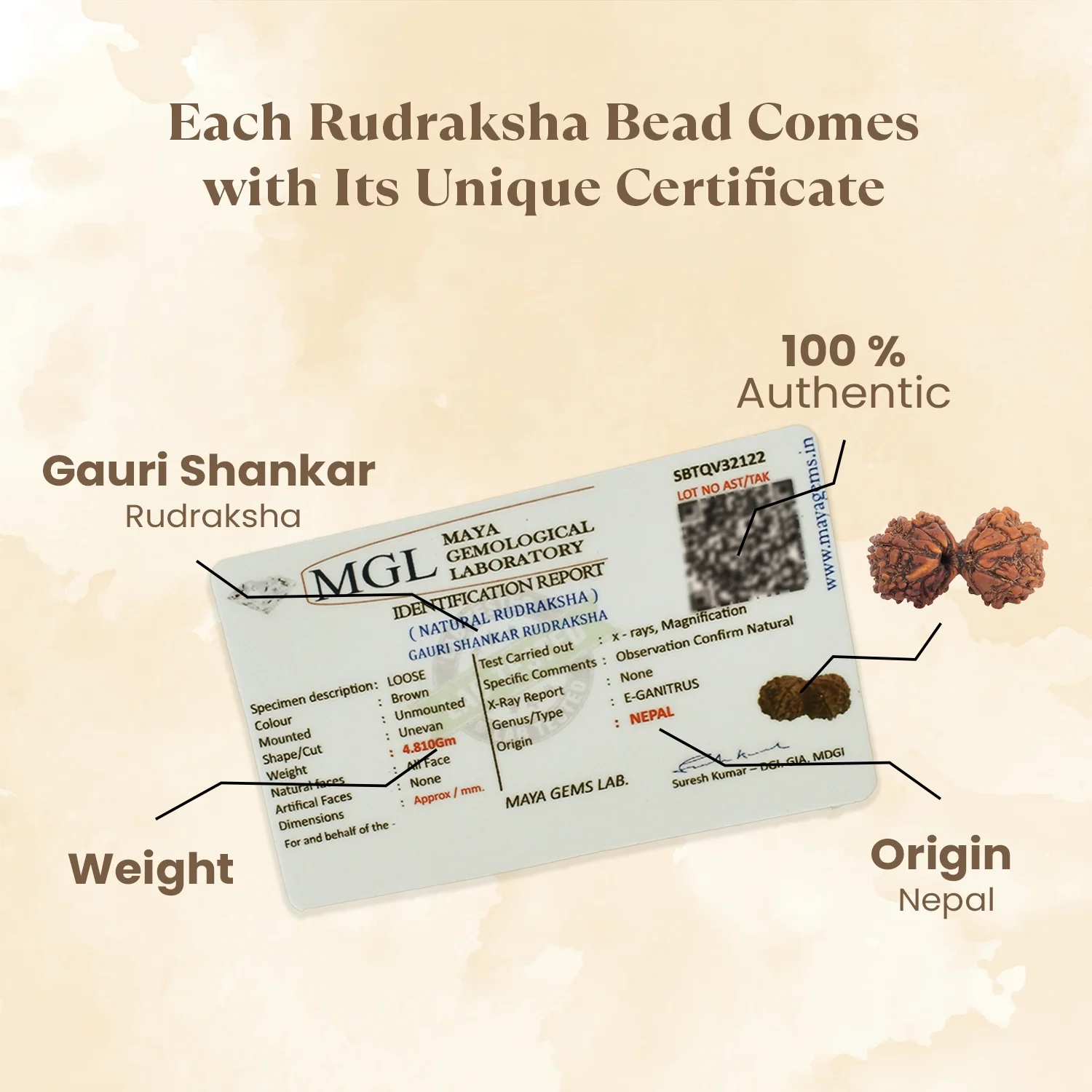 Nepal Origin Gauri Shankar Rudraksha - 17mm to 22mm - Image 3