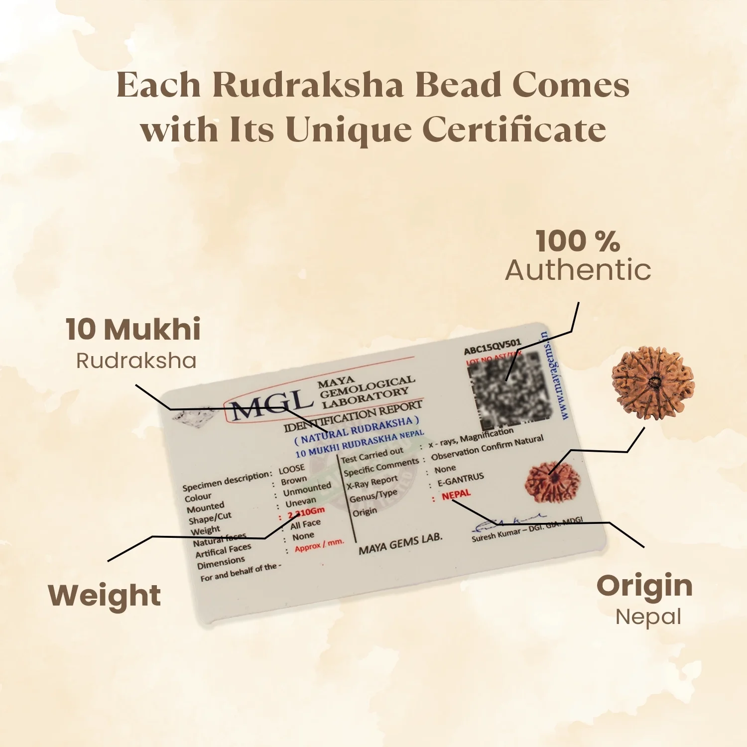 Nepal Origin 10 Mukhi Rudraksha - 17mm to 22mm - Image 3